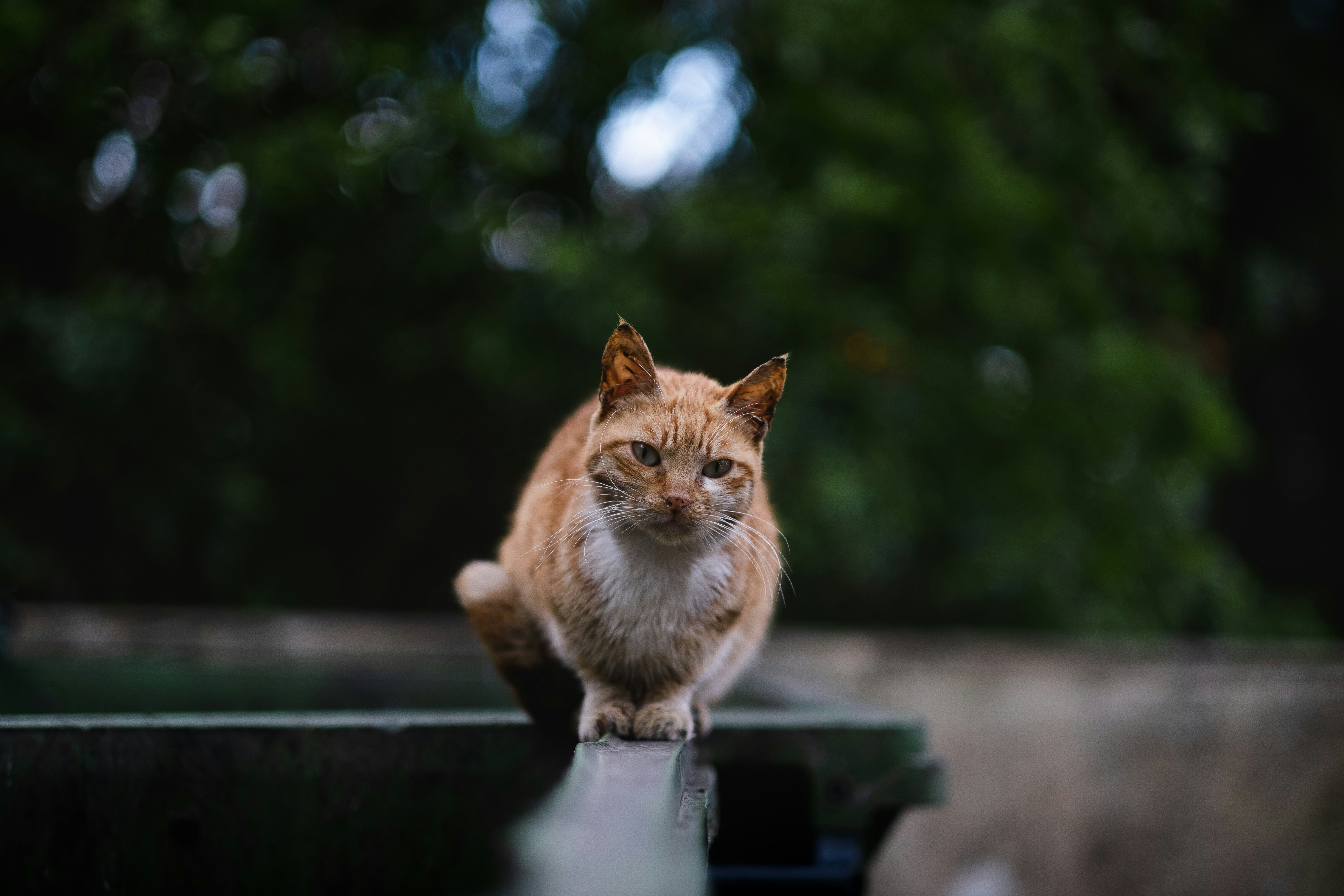 orange tabby cat on black plastic container